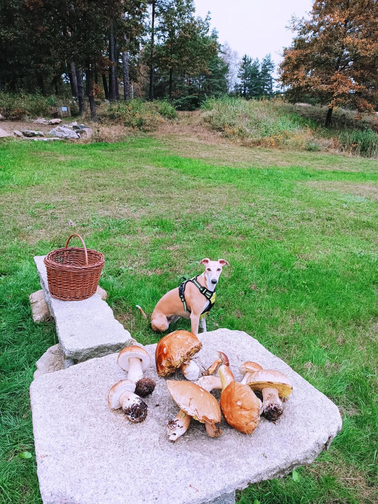 Vila Klidna Lokalita Na Kraji Lesa, Cely Dum S Uschovnu Kol Nová Bystřice Exteriér fotografie